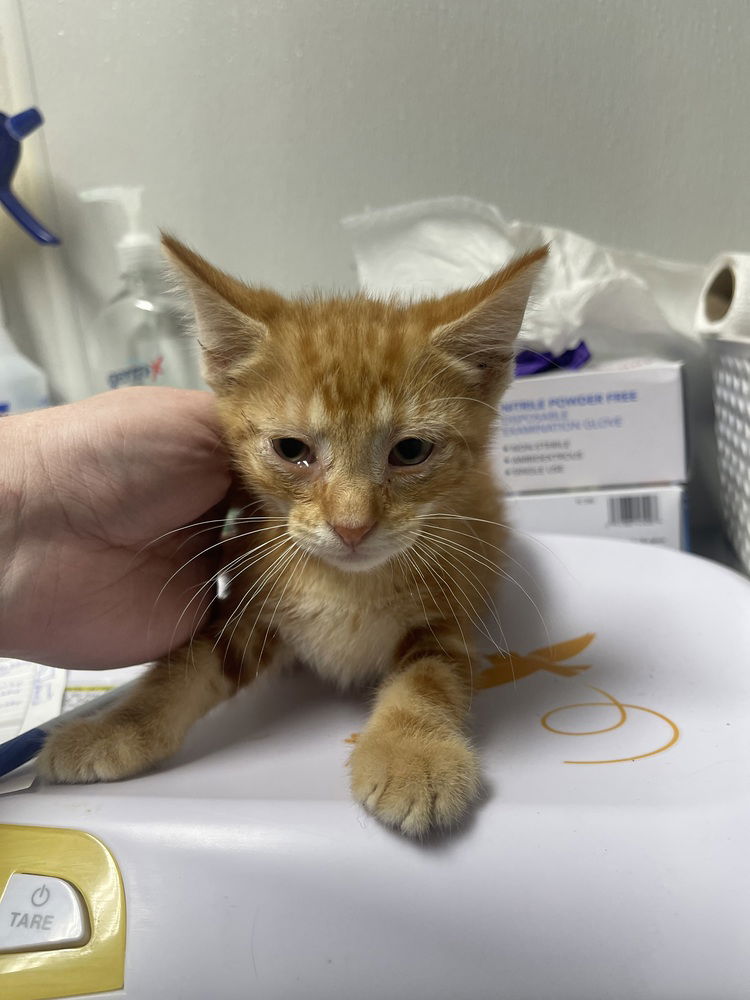 adoptable Cat in Bolivar, MO named Potato