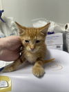 adoptable Cat in  named Potato