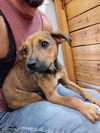 adoptable Dog in  named Rosie