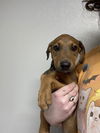 adoptable Dog in  named Tucker