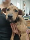 adoptable Dog in  named Peenut