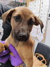 adoptable Dog in  named Julious