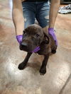 adoptable Dog in  named Jax