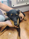 adoptable Dog in  named Buttercup