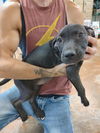 adoptable Dog in  named Delilah
