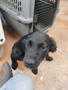 adoptable Dog in  named Fluffy