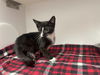 adoptable Cat in  named Daikon