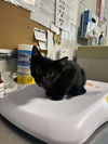 adoptable Cat in  named Rob