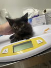 adoptable Cat in  named Turnip