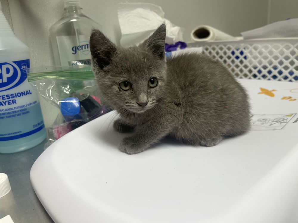 adoptable Cat in Bolivar, MO named Parsnip