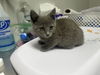 adoptable Cat in  named Parsnip