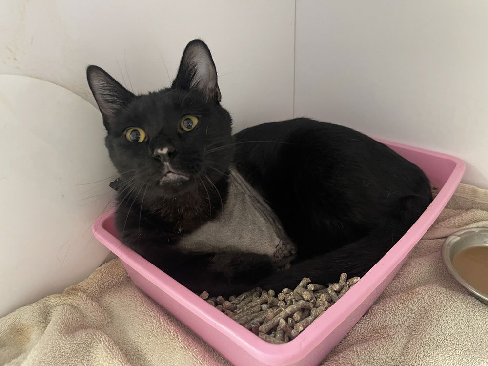 adoptable Cat in Bolivar, MO named Vito