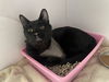 adoptable Cat in  named Vito