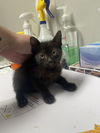 adoptable Cat in  named Rutabaga
