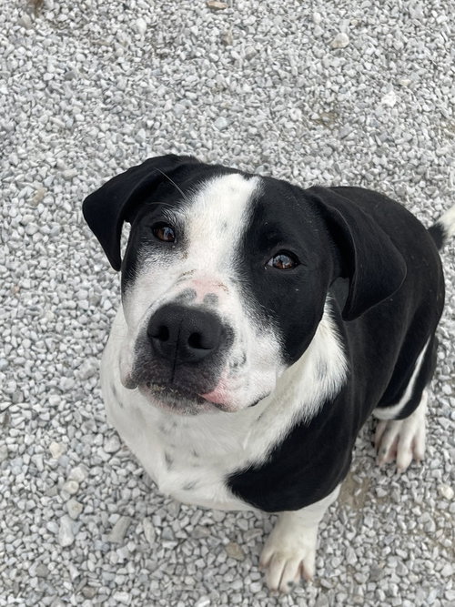 GORDON - Pit Bull Terrier available for adoption