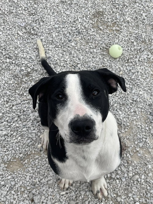 PROCTOR - Pit Bull Terrier available for adoption