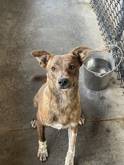BUCKEYE - Australian Cattle Dog/Blue Heeler / Pit Bull Terrier available for adoption