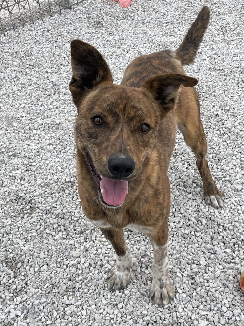 BUCKEYE - Australian Cattle Dog/Blue Heeler / Pit Bull Terrier available for adoption