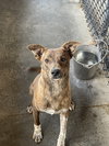 Buckeye - Photo 2