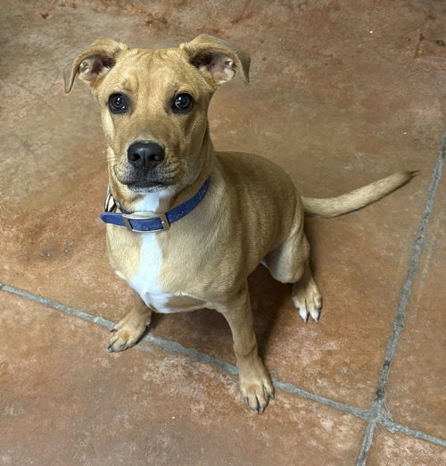 picture of the dog needing adoption