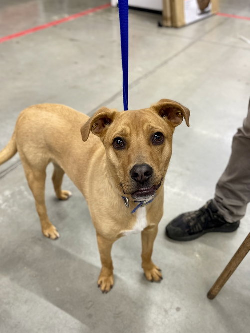FUDGE - Labrador Retriever available for adoption