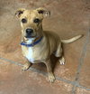 Fudge - Photo 2