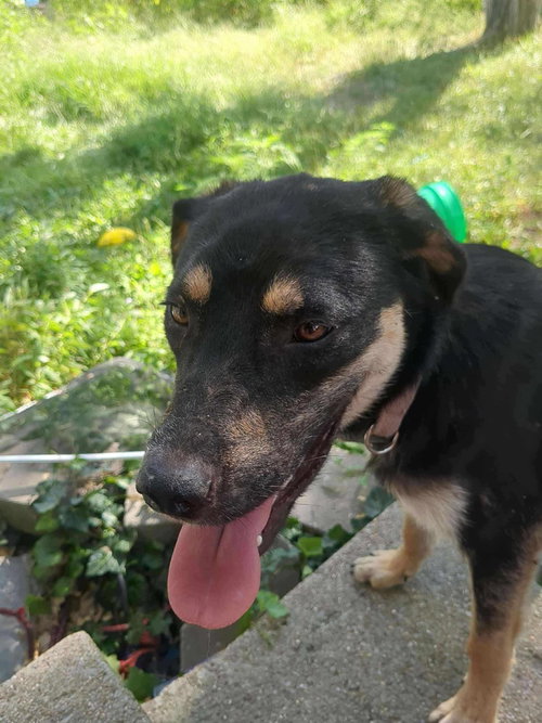 ROMPER - German Shepherd Dog available for adoption
