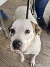 Jocko - Photo 2
