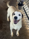 Jocko - Photo 3