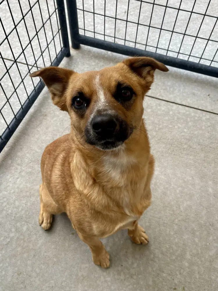 Gabe - Australian Cattle Dog/Blue Heeler