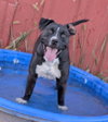 Ollie - Photo 2