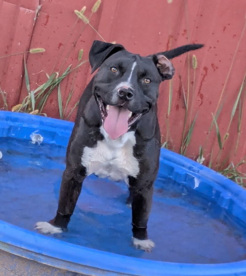 OLLIE - American Pit Bull Terrier / American Pit Bull Terrier available for adoption
