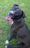 Ollie - Photo 3