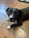 Ollie - Photo 4
