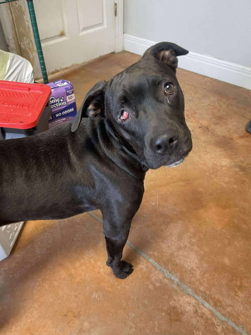 picture of the dog needing adoption
