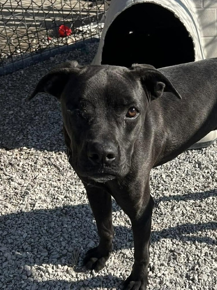 Terrier