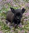 Romeo - Photo 4