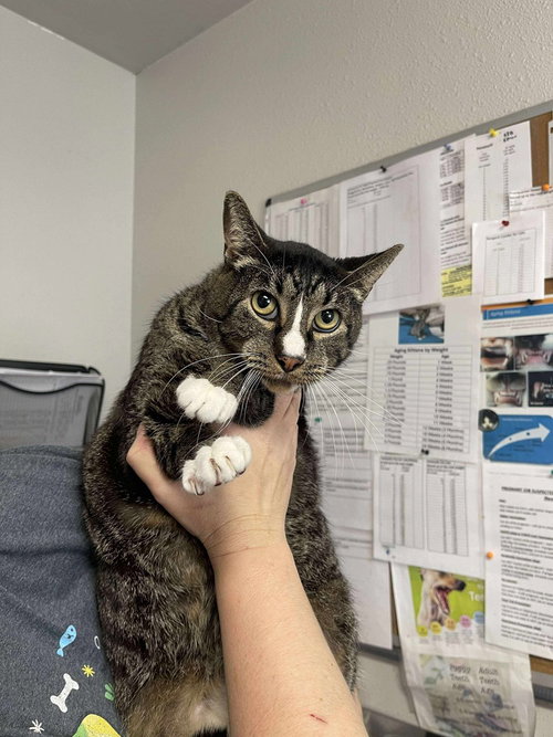 picture of the cat needing adoption