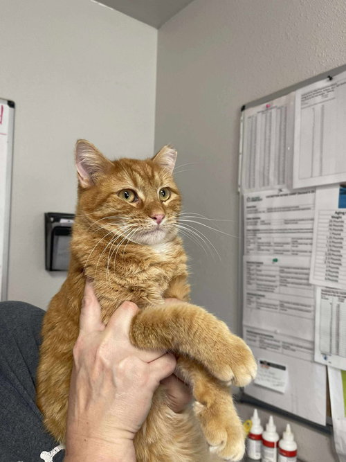 picture of the cat needing adoption