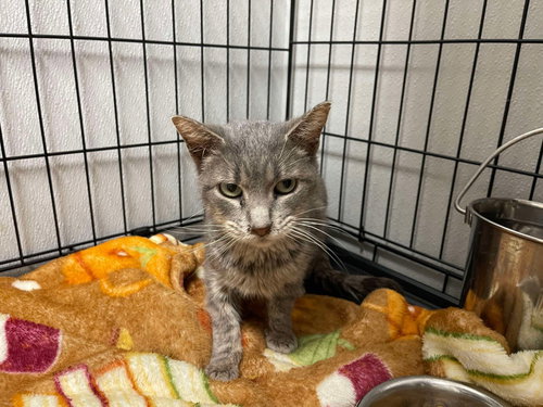 picture of the cat needing adoption