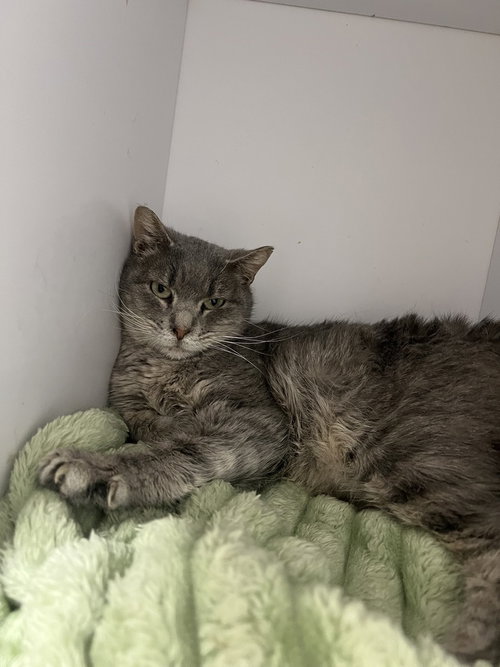 Sashay, an adoptable Domestic Short Hair in Bolivar, MO