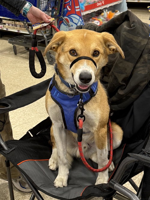 AXEL - Australian Cattle Dog/Blue Heeler / German Shepherd Dog available for adoption