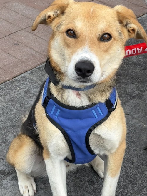 Axel