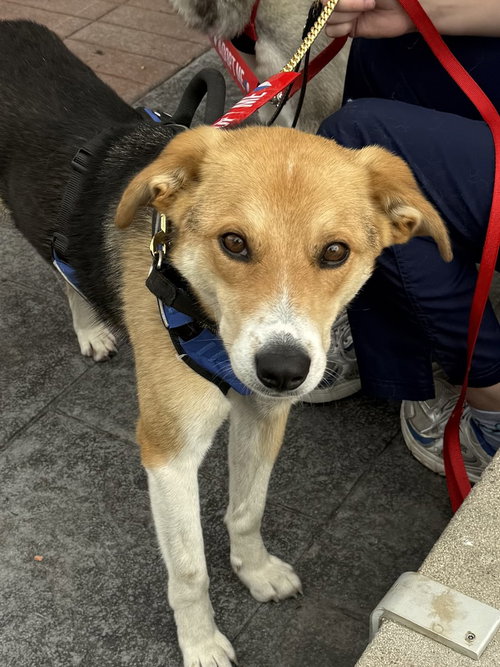 Axel, an adoptable Australian Cattle Dog in Bolivar, MO