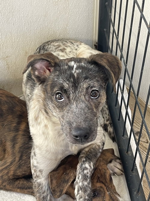 picture of the dog needing adoption