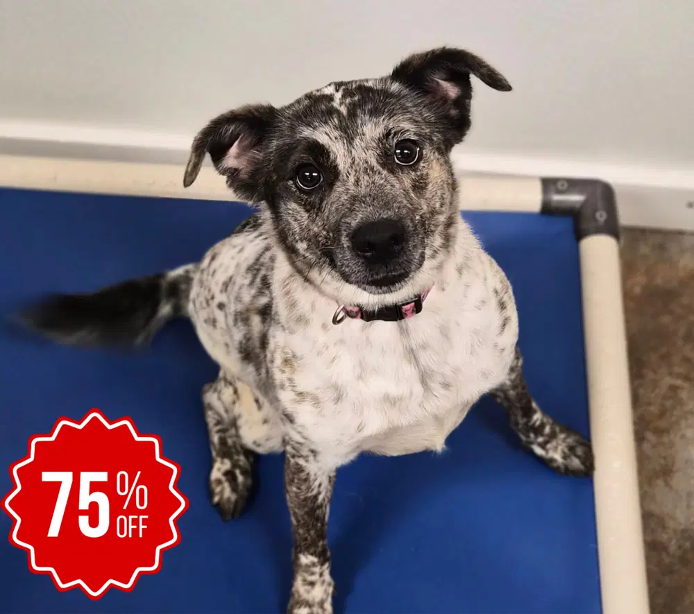 Miss Maxine - Australian Cattle Dog/Blue Heeler