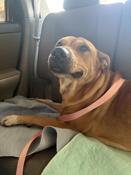 picture of the dog needing adoption