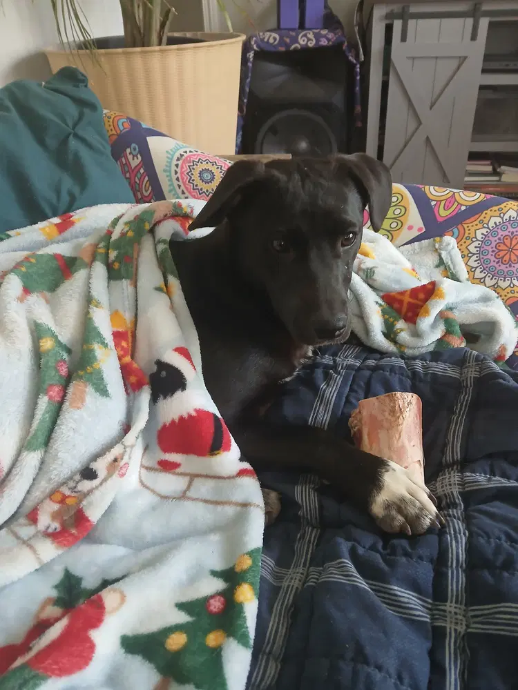 Viva - Terrier