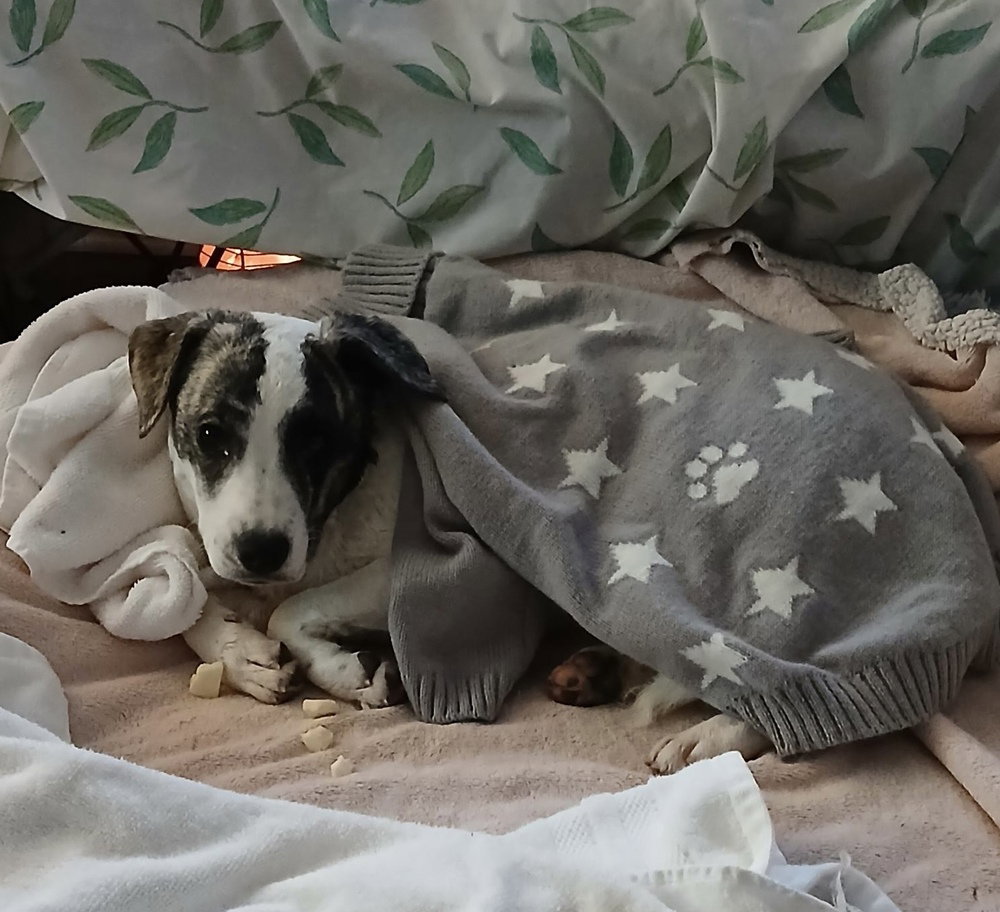 Suki Image