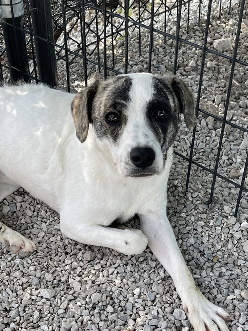 picture of the dog needing adoption